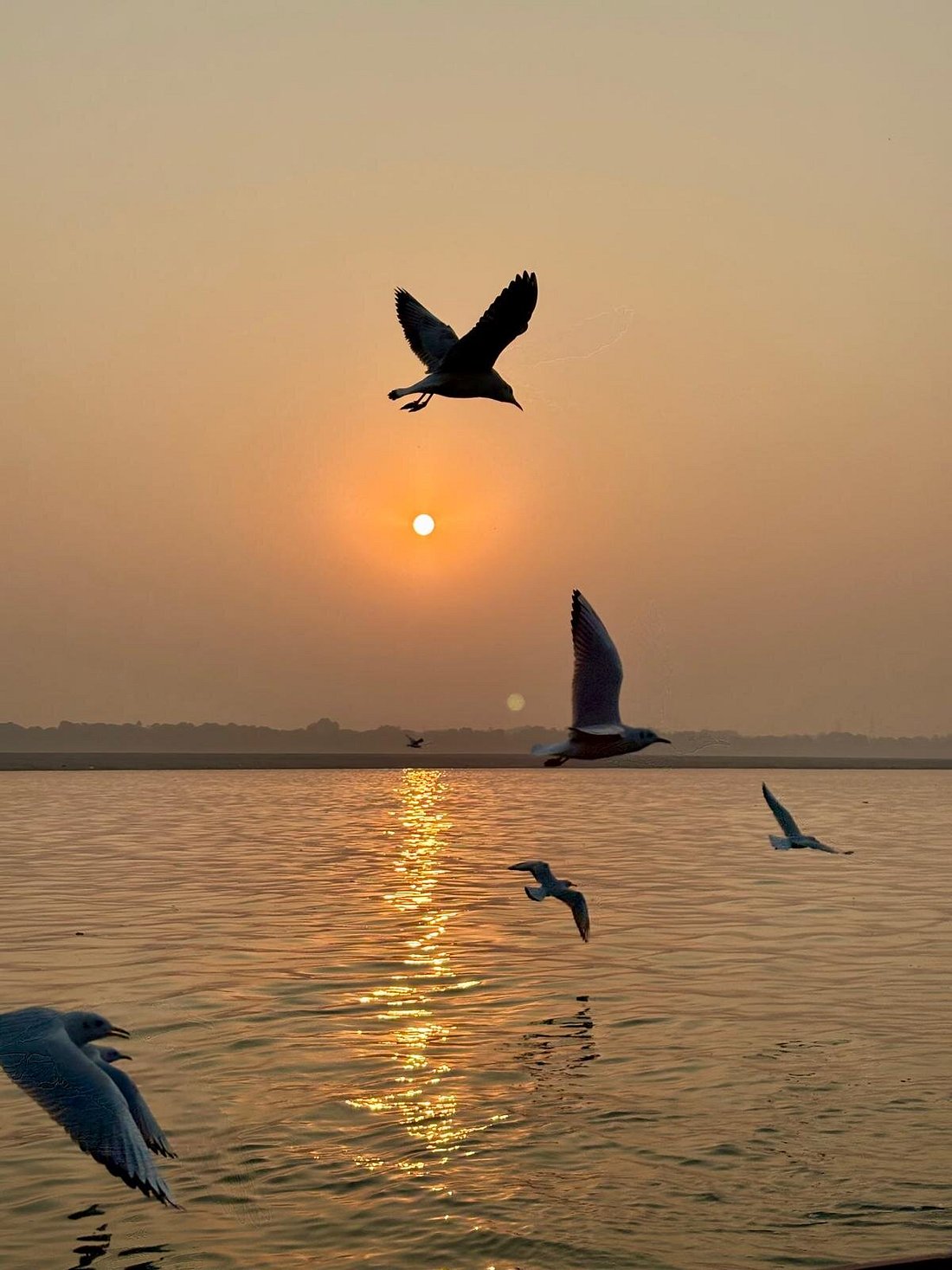 Envol des oiseaux au lever du soleil sur le Gange